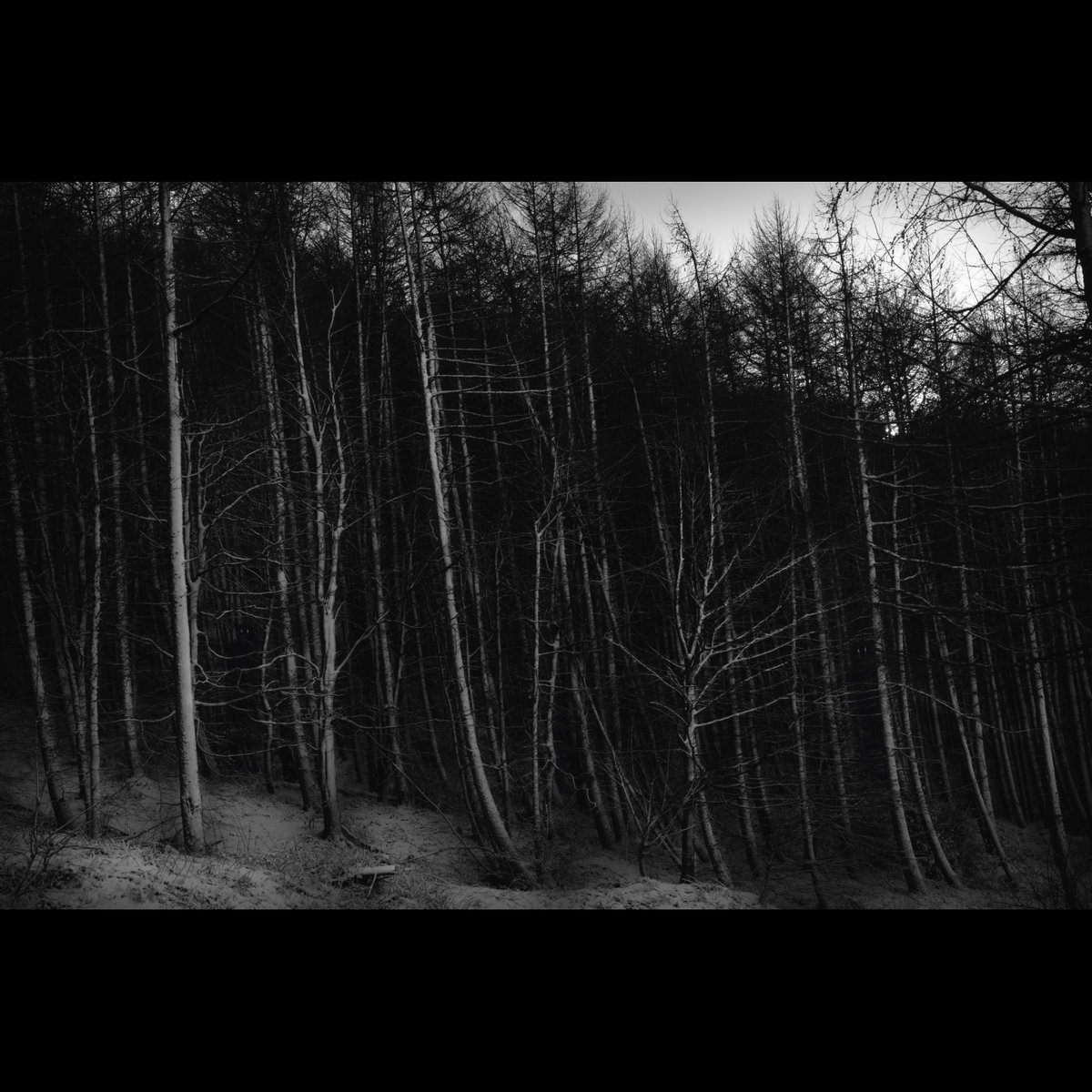 Atmospheric black metal. Блэк метал лес. Atmospheric Black Metal лес космос. Лес ночью зимний atmospheric Black Metal. Black Metal лес Ahn.